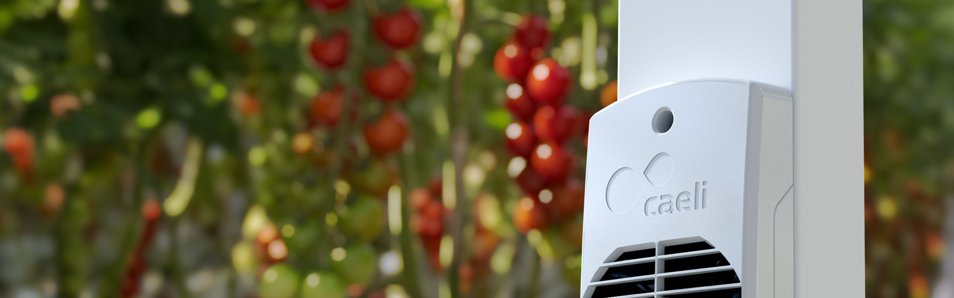 Caeli kasklimaatoplossing